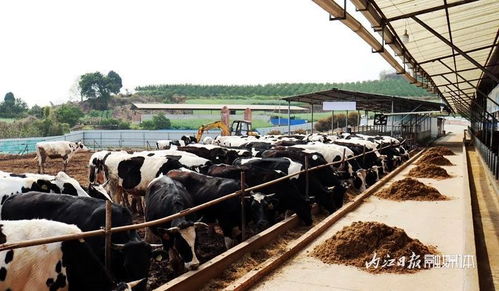 抓產業促增收，蓄力農業“開門紅”——市中區畜牧漁業飼料銷售的創新實踐